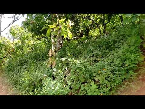 Vende-se essa propriedade em Ubaitaba Bahia ZAP 1194666-6713