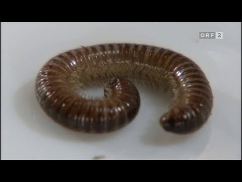 Marianne Jäger - Ringelwürmer