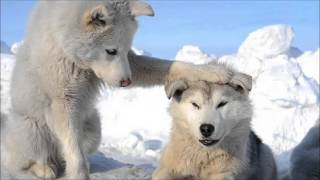 Unconditional (The Corrs) - Babies &amp; Huskies