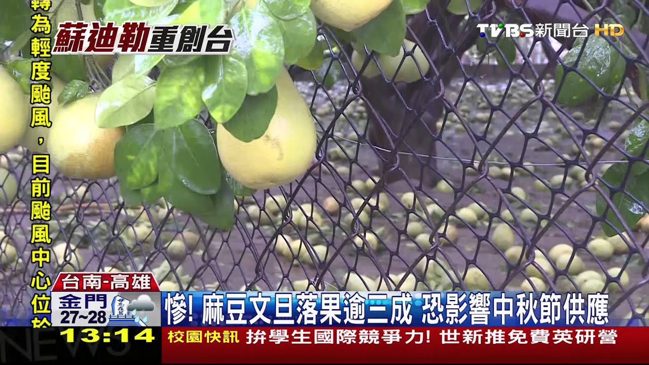 慘!麻豆文旦落果逾3成 恐影響中秋節供應