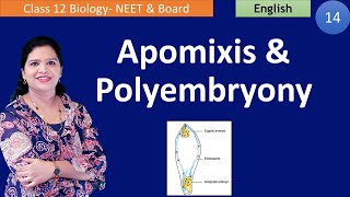 Apomixis and Polyembryony (NCERT Class 12) | English
