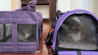 How to get a difficult cat into a carrier