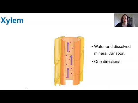Transportation in vascular plants