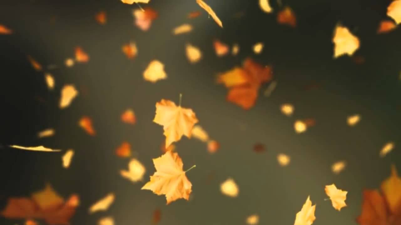 Falling Autumn Leaves Background loop 2