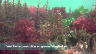 preview picture of video 'duik 194 Sint Annaland & 195 Dreischor Gemaal. Nederland op zijn mooist'