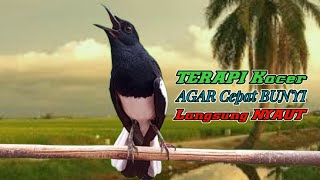 Download lagu pancingan kacer, suara kacer ngeplong gacor, masteran kacer durasi panjang Berjam jam! mp3 Download lagu pancingan kacer, suara kacer ngeplong gacor, masteran kacer durasi panjang Berjam jam! mp3