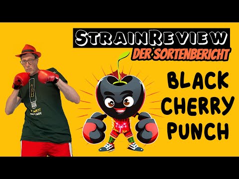 Der medizinische Sortenbericht - Black Cherry Punch