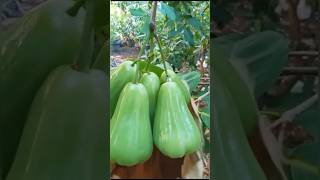 Download lagu New variant of green giant guava water #jambuair #greengiant nt mp3