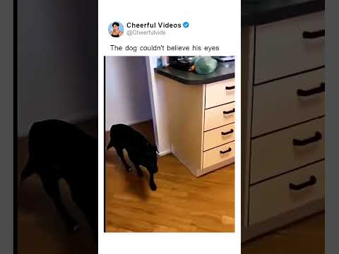 The dog couldn't believe his eyes
