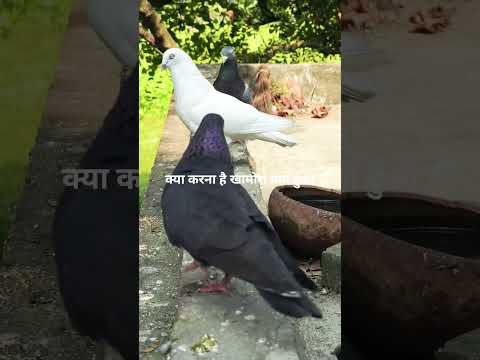 desy high flying giribaj nasra king kobutor #browse features #short feed#pigeon
