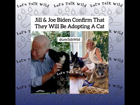 Jill & Joe Biden Confirm That They Will Be Adopting A New Pet Cat - They Think Major Will Do Well