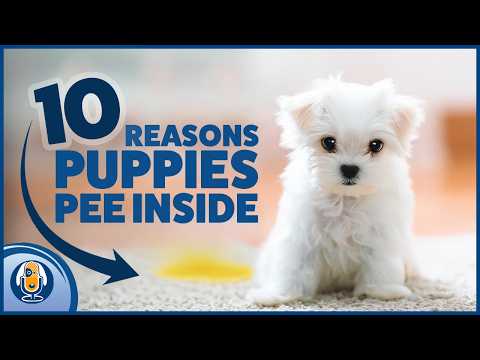 Potty Training Fails: What Your Puppy Is Trying To Tell You #312 #podcast