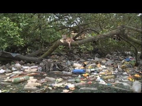 95% do lixo encontrado nas praias brasileiras é composto por plástico