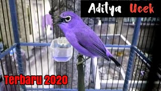 Download lagu MASTERAN PLECI TEMBAKAN TERBARU 2020 CETAR MEMBAHANA !!! mp3