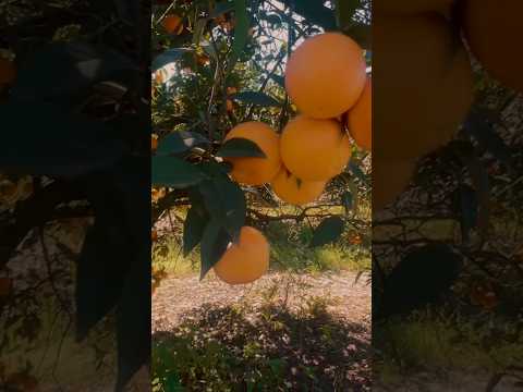 🚜 FRUTALES EN SAN PEDRO! MIRÁ LA TIERRA QUE ALIMENTA A BUENOS AIRES! 🍊🍑