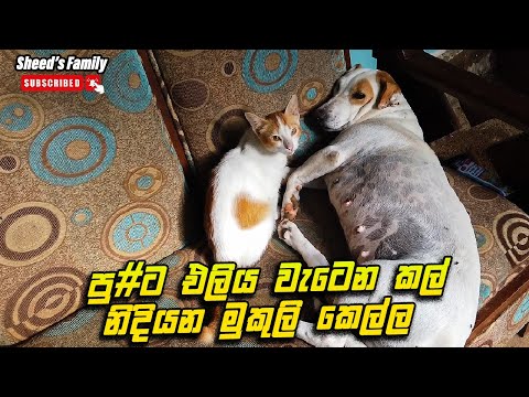 Mukuliගේ නින්ද l කෙල්ලෝ ඔහොම නිදාගන්නවද ආහ්? l Sheed's Family
