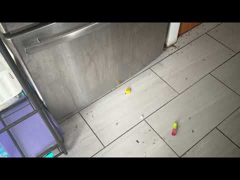 So Many Cockroaches in the Kitchen in Forked...