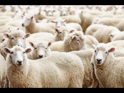 مختصر أحكام الأضحية