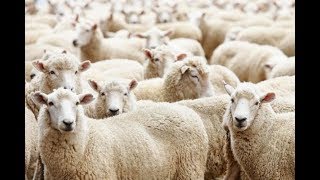 مختصر أحكام الأضحية