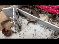 Ants Harboring in Our Rodent Bait Station in Middletown, NJ