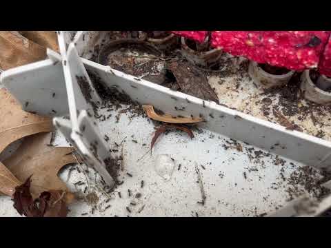 Ants Harboring in Our Rodent Bait Station in Middletown, NJ