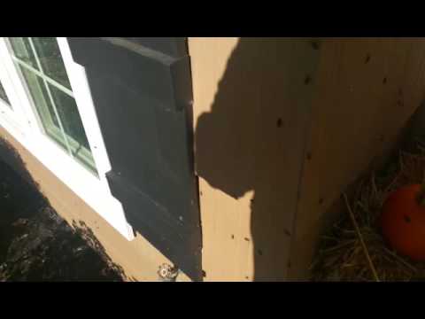 Attack of the Boxelder Bugs in Little Silver, NJ