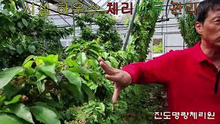 체리 신품종 다올. 시설 하우스 체리나무 관리