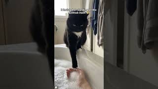 Hilarious Dramatic Kittens With The Silliest Reactions #funnycat #cute #foryou #catvideo
