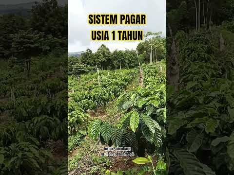 Kebun Kopi