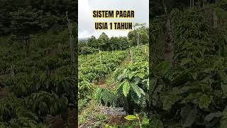 Download lagu USIA 1 TAHUN SISTEM PAGAR ROBUSTA #sekolamkopi #pertanian #kopi #robusta #sistempagar mp3