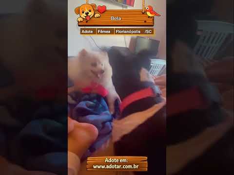 Vídeo de Bela