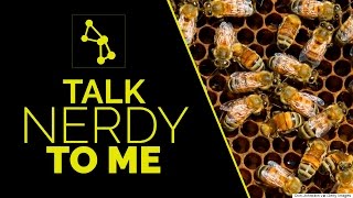 The Bees & The Bees | Talk Nerdy To Me Ep. 4