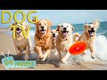 DOG TV Video Entertain For Dogs To Prevent Boredom When Home Alone Best Collection Music For Dogs