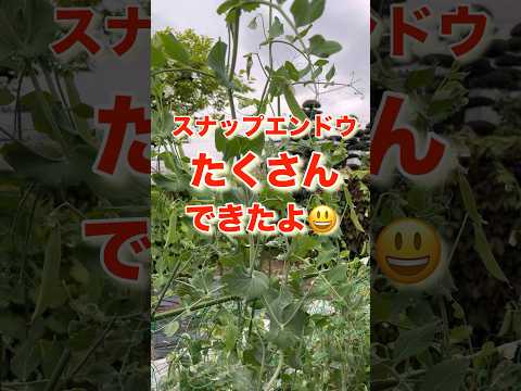 スノーベリー、スナップエンドウの低木 植物