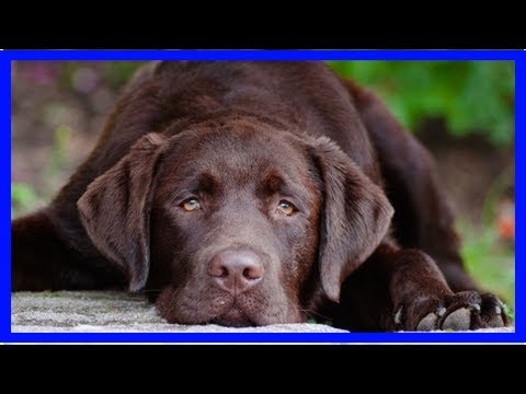 Leberinsuffizienz bei Hunden: Wenn die Leber versagt