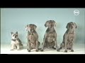 Plaza Sésamo Sesame Street One Of These Things William Wegman Latin Spanish