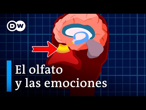 ¿Cómo funciona nuestro sentido del olfato?