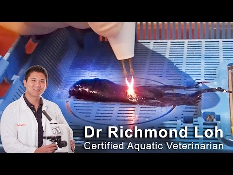 Surgical removal of tumour from a betta aquarium fish with fish Veterinarian Dr Loh