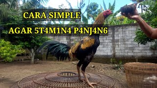 Download lagu How to improve the breath of young chickens mp3