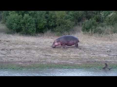 Djuma: Hippo male leaving the dam to go graze - 18:21 - 03/11/2022