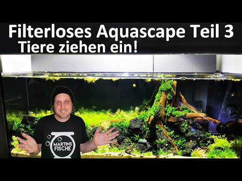 TIERE ZIEHEN EIN! Filterloses Aquascape Teil 3 - Die ersten fünf Wochen Entwicklung