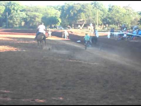 laço pato brabado- paulo henrik