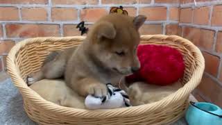 柴犬の動画01