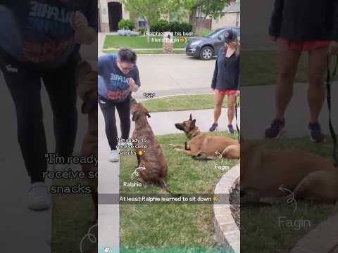When dogs start following commands, things will become interesting...😂#fyp#foryou#funny#shorts#fun