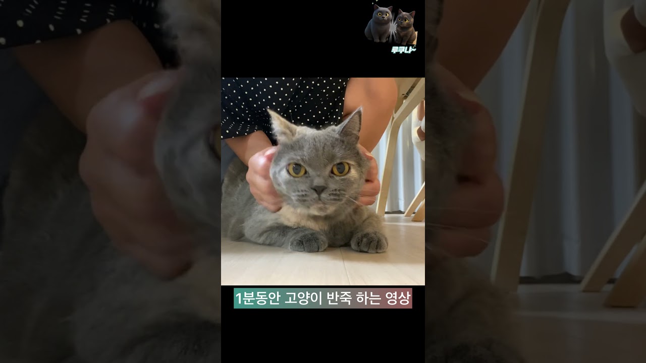 1분동안 고양이 반죽하는 영상 #고양이 #브리티쉬숏헤어 #cat #ねこ動画 #고양이일상 #ブリティッシュショートヘア #cute #kitten #cutecat