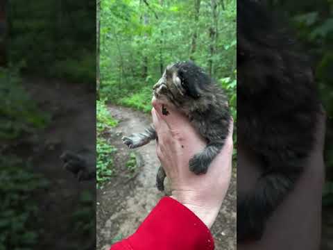 Woman Finds A Bobcat Kitten While Hiking With Dog