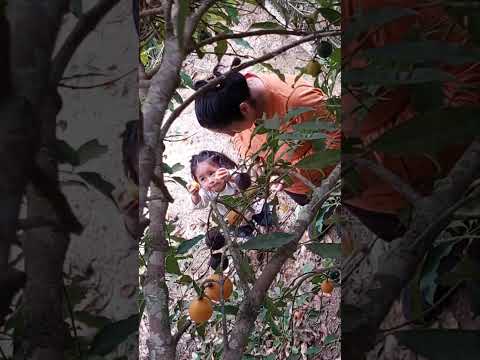 #Apolo,  norte del departamento de #LaPaz, #Bolivia. comiendo el fruto llamado achachairú.