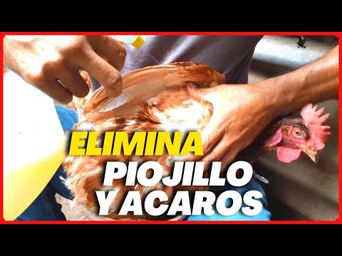 , title : 'Como eliminar los Piojos, Piojillos y Ácaros Rojos en Gallinas | REMEDIO NATURAL'