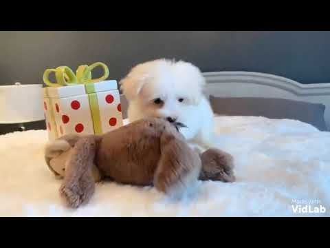Jack is a beautiful, intelligent MaltiPoo. Jack has a beautiful, fluffy cotton coat