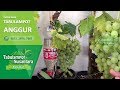 Inspirasi Tabulampot Anggur Berbuah Dalam Pot, terupdate! Inspirasi Tabulampot Anggur Berbuah Dalam Pot, terupdate!